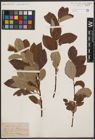 Foto von Salix caprea L.